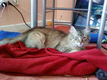 Lince Bild von Lince