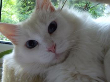 Iria Bild von Iria