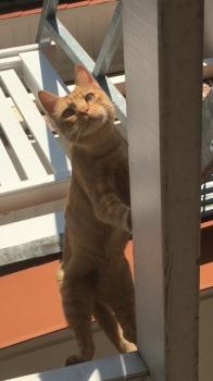 Chimo Bild von Chimo
