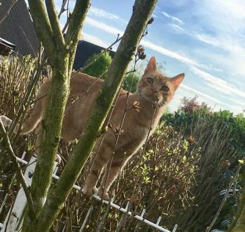 Chimo Bild von Chimo