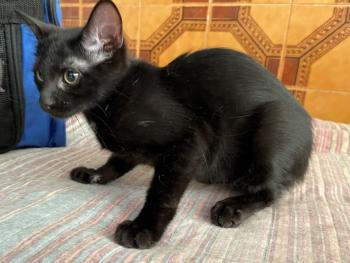 Horus Bild von Horus
