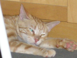 Ruby Bild von Ruby