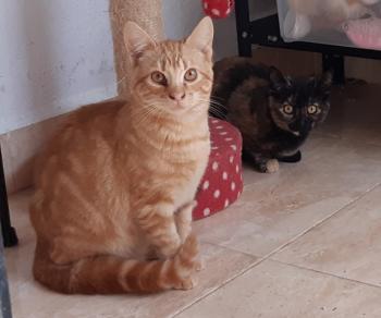 Taco Bild von Taco