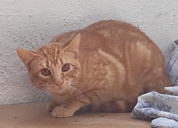 Taco Bild von Taco