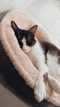 Cesar Bild von Cesar
