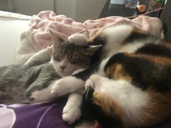 Luisi Bild von Luisi