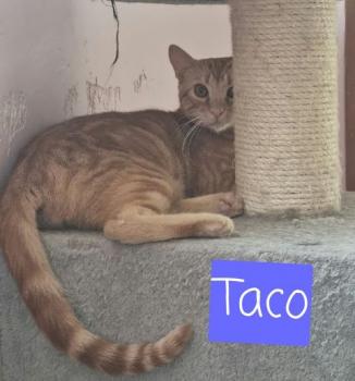 Taco Bild von Taco