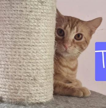 Taco Bild von Taco