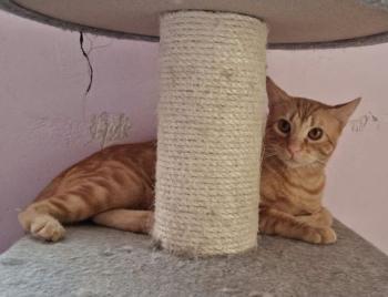 Taco Bild von Taco