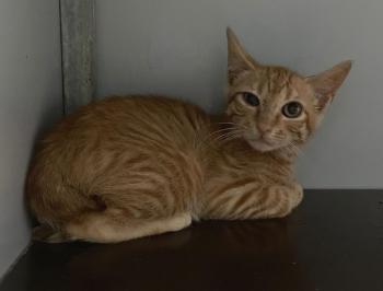 Brioche Bild von Brioche