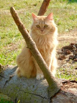 Diva Bild von Diva