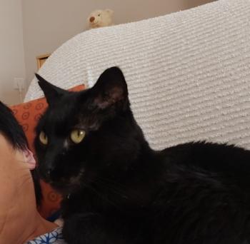 Babush Bild von Babush