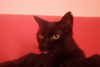 Babush Bild von Babush