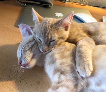 Pin Bild von Pin