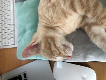 Pin Bild von Pin