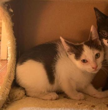 Ambrosio Bild von Ambrosio