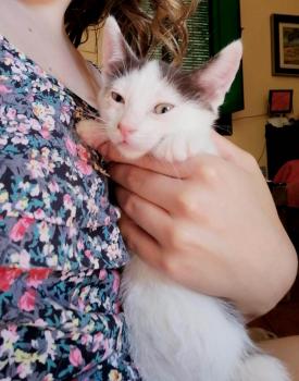 Ambrosio Bild von Ambrosio