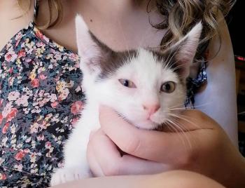 Ambrosio Bild von Ambrosio