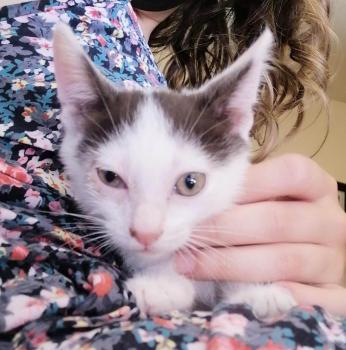 Ambrosio Bild von Ambrosio