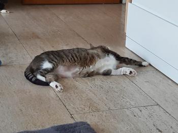 Harper Bild von Harper