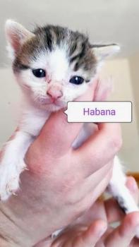 Habana Bild von Habana