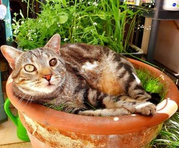 Benji Bild von Benji