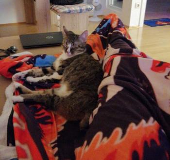 Timba Bild von Timba