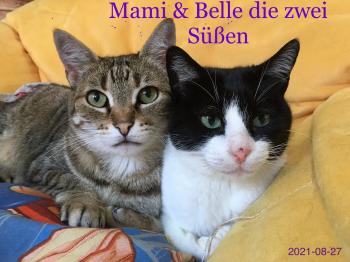 Belle Bild von Belle