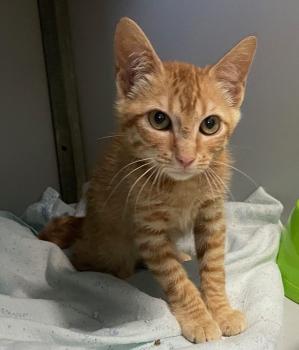 Brioche Bild von Brioche