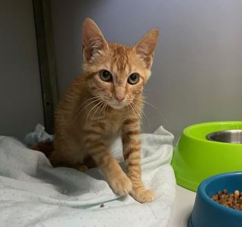 Brioche Bild von Brioche