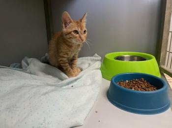 Brioche Bild von Brioche