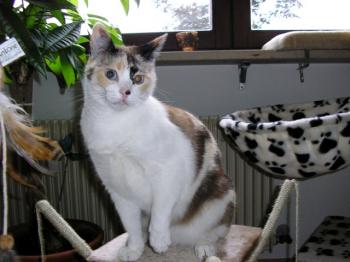 Merle Bild von Deissy