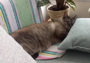 Reinita Bild von Reinita