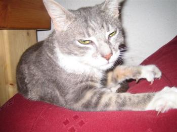 Manina Bild von Manina