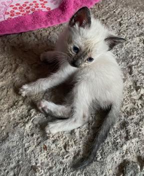 Wika Bild von Wika