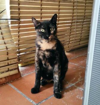 Moggy Bild von Moggy