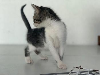 Misandei Bild von Misandei