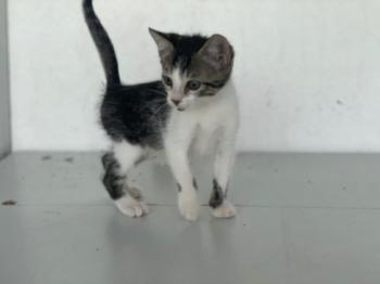 Misandei Bild von Misandei