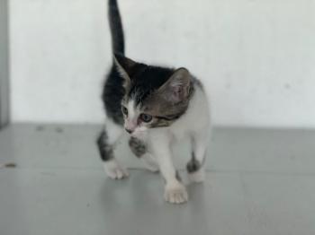Misandei Bild von Misandei