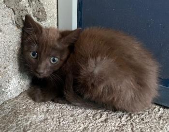 Kitkat Bild von Kitkat