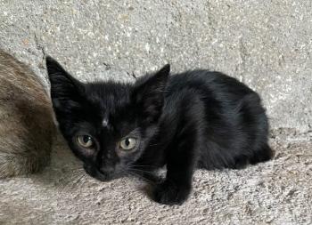 Noira Bild von Noira