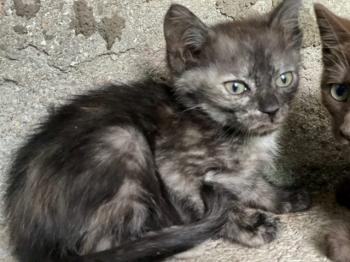 Keira Bild von Keira