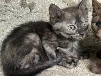Keira Bild von Keira