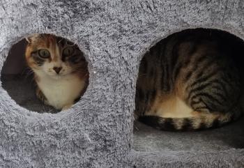 Piti Bild von Piti