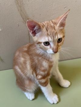 Ares Bild von Ares