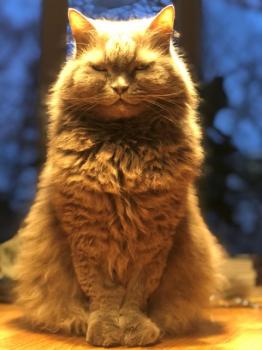 Bonni Bild von Bonni
