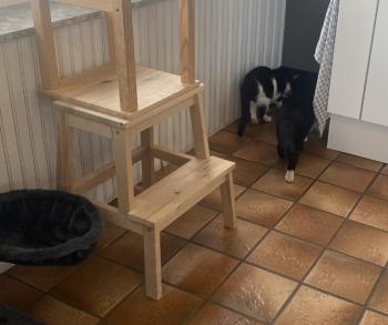 Tiko Bild von Tiko