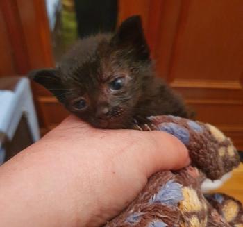 Penelope Bild von Penelope