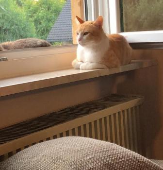Miel Bild von Miel