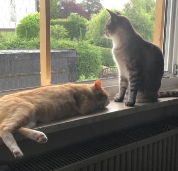 Miel Bild von Miel